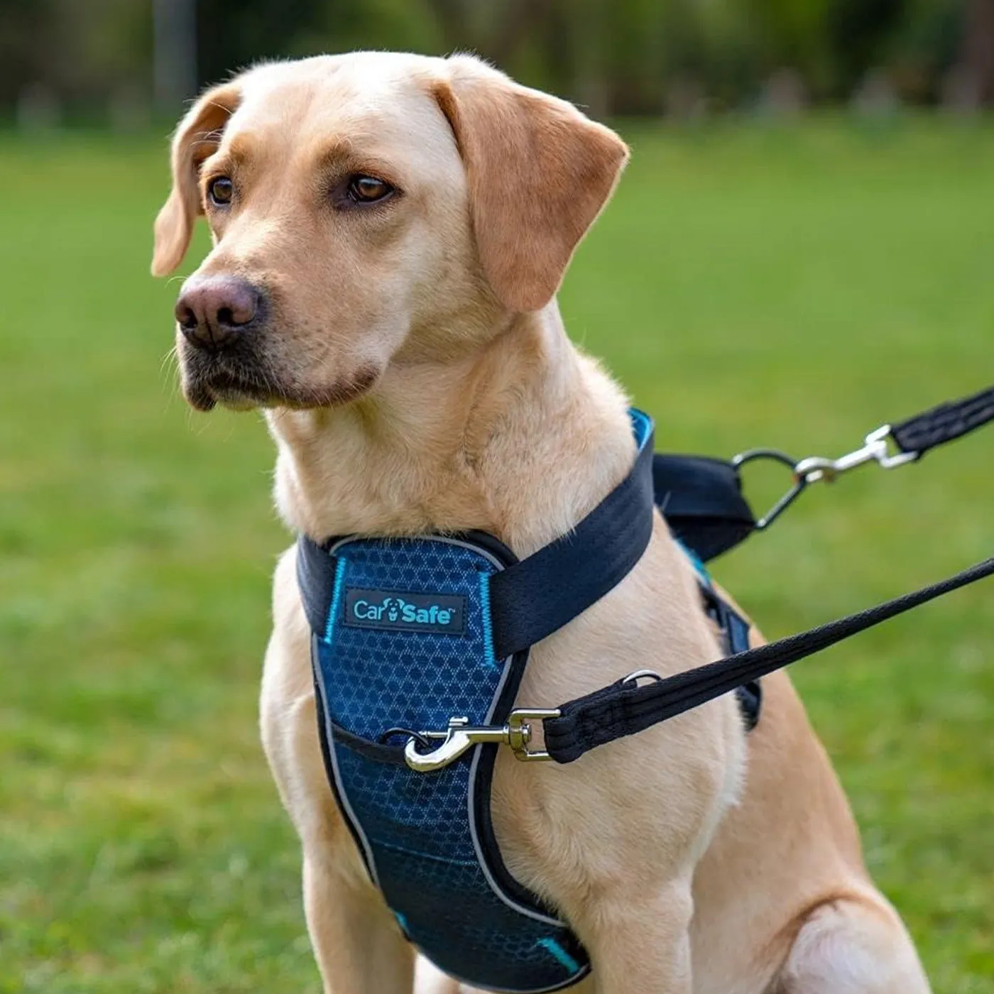 CarSafe Crash Tested Dog Harness